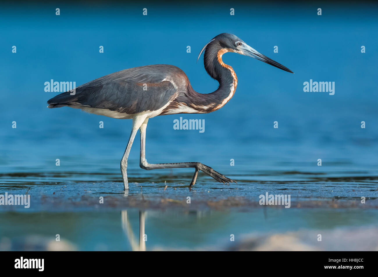 Aigrette tricolore, Egretta tricolor, d'alimentation en eau salée peu profonde à Tigertail Beach Park sur Marco Island, Naples, Florida, USA Banque D'Images