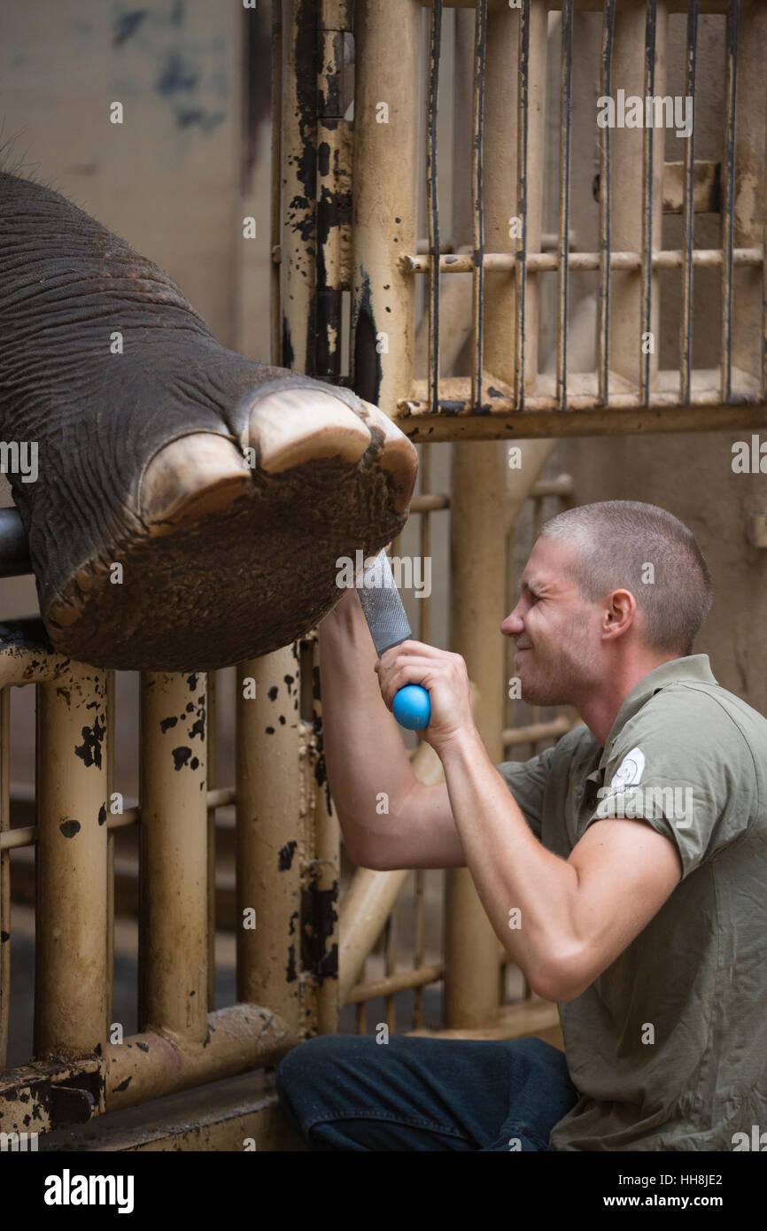 Un éléphant ayant ses grands pieds pedicured par un gardien de zoo à l'intérieur de zoo de Budapest, l'un des plus vieux zoos du monde, Budapest, Hongrie, Europe Banque D'Images