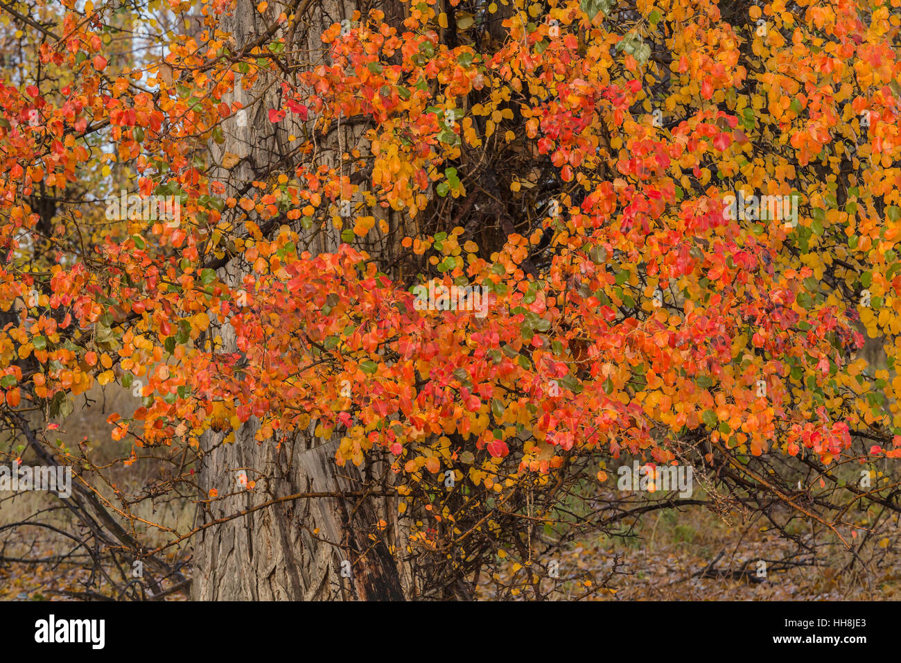 Des couleurs d'automne au ranch historique P en Malheur National Wildlife Refuge, Oregon, USA Banque D'Images