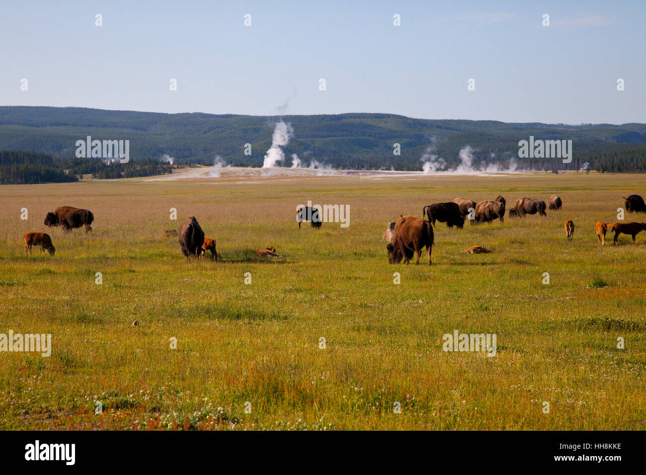 Le bison et les geysers de Yellowstone. Banque D'Images