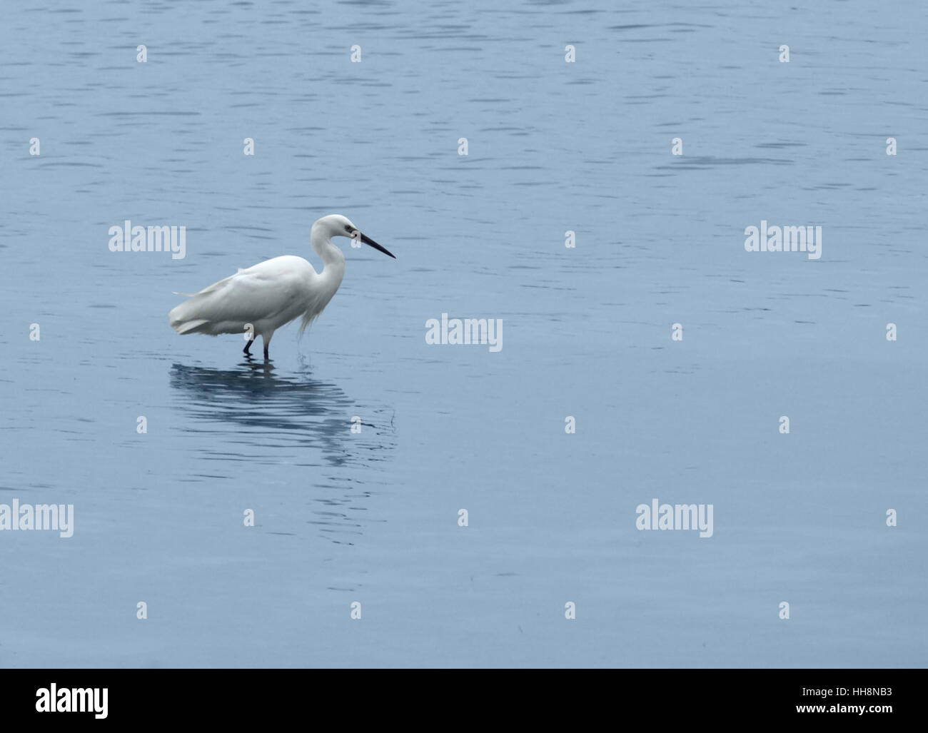 Vue magnifique au bord de l'eau avec un oiseau nommé 'Egret' en Ouganda (Afrique) Banque D'Images