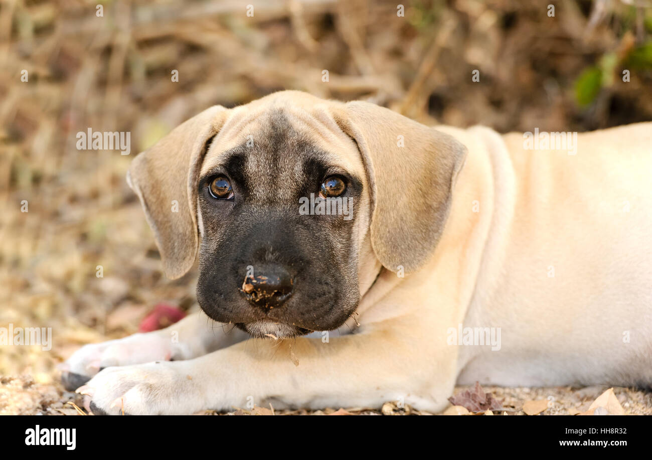 Sad puppy dog est un grand chiot adorable avec de grands yeux marron et d'un drôle de visage à l'extérieur dans la nature. Banque D'Images