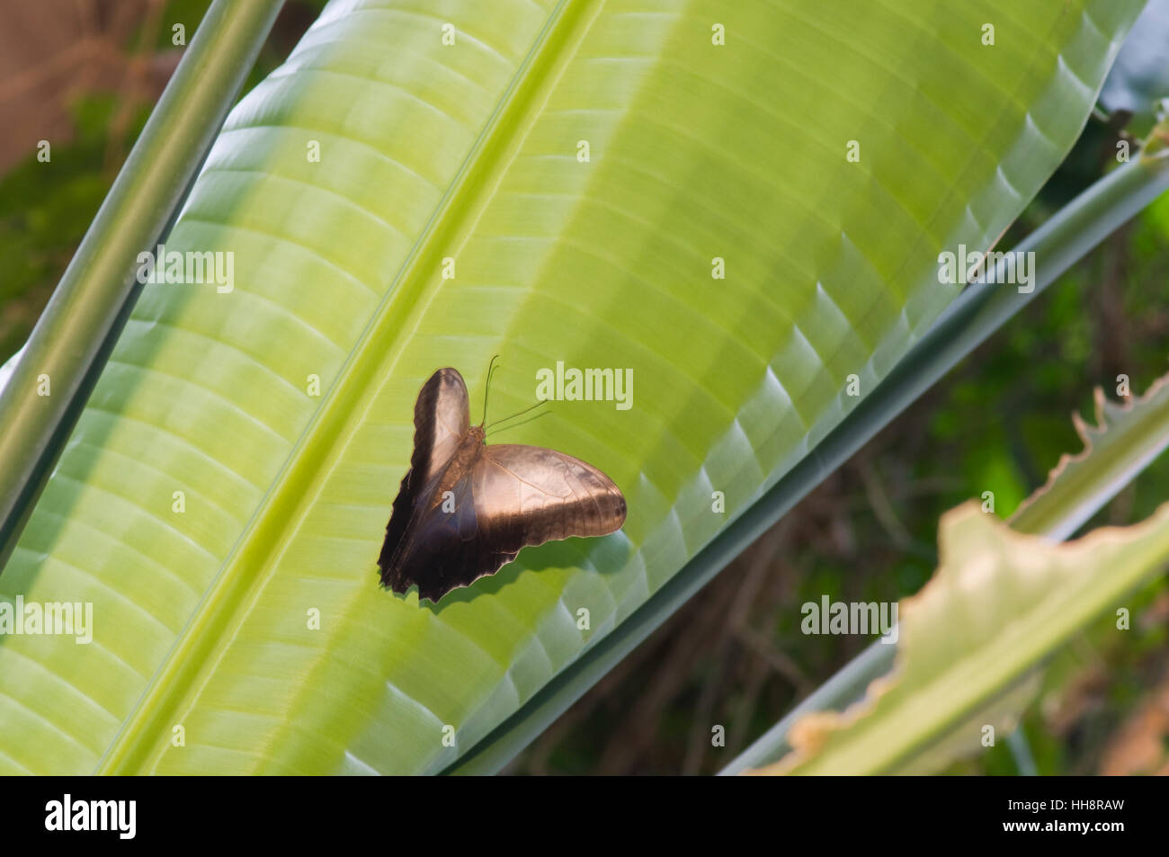 Insectes, animaux, faune, verte, animal, insecte, vert, brun, brun, brune, Banque D'Images