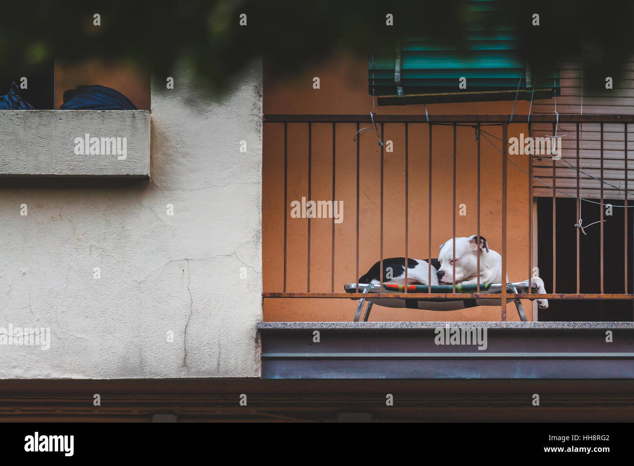 Sleepy American Pit Bull Terrier chien dormir sur un balcon Banque D'Images