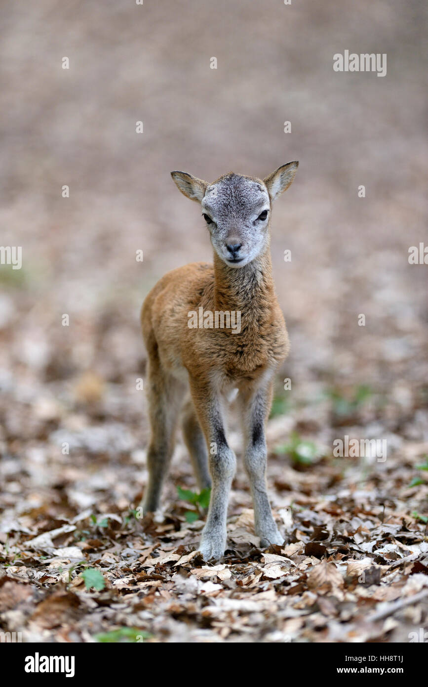 Mouflon européen (Ovis ammon musimon), juvénile, captive, Allemagne Banque D'Images