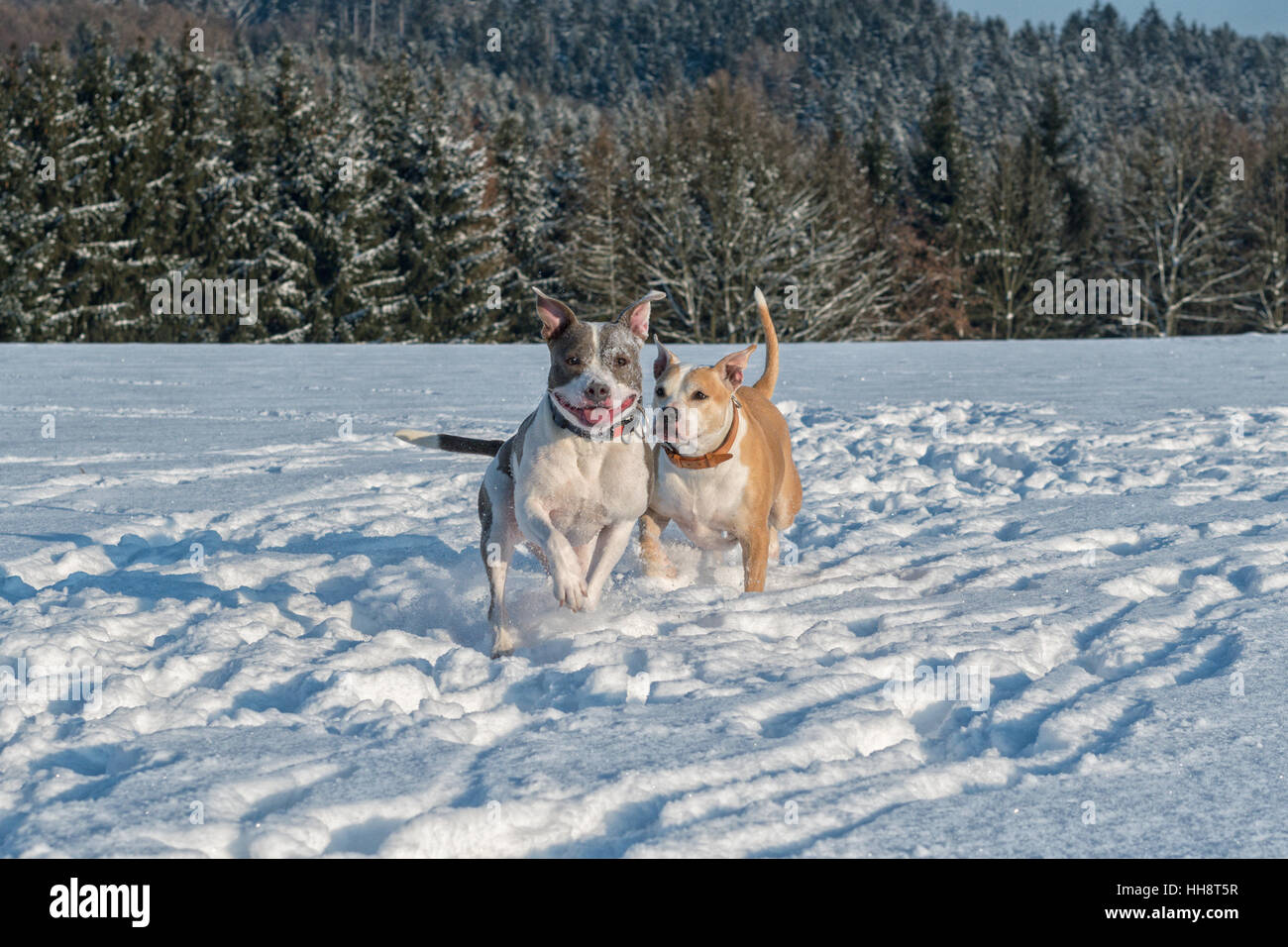 Deux exécutant staffordshire bull terriers dans la neige Banque D'Images