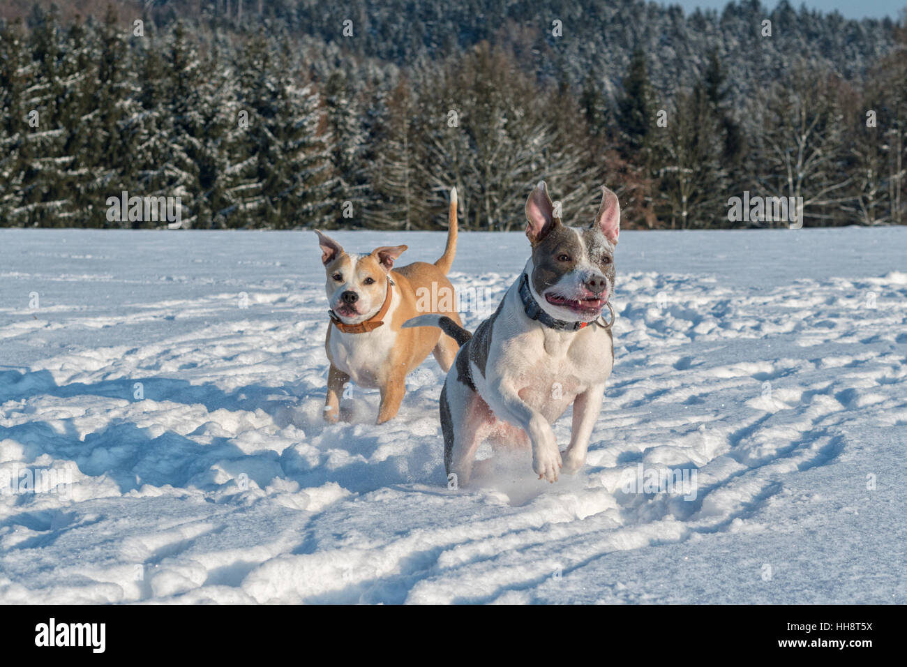 Deux exécutant staffordshire bull terriers dans la neige Banque D'Images