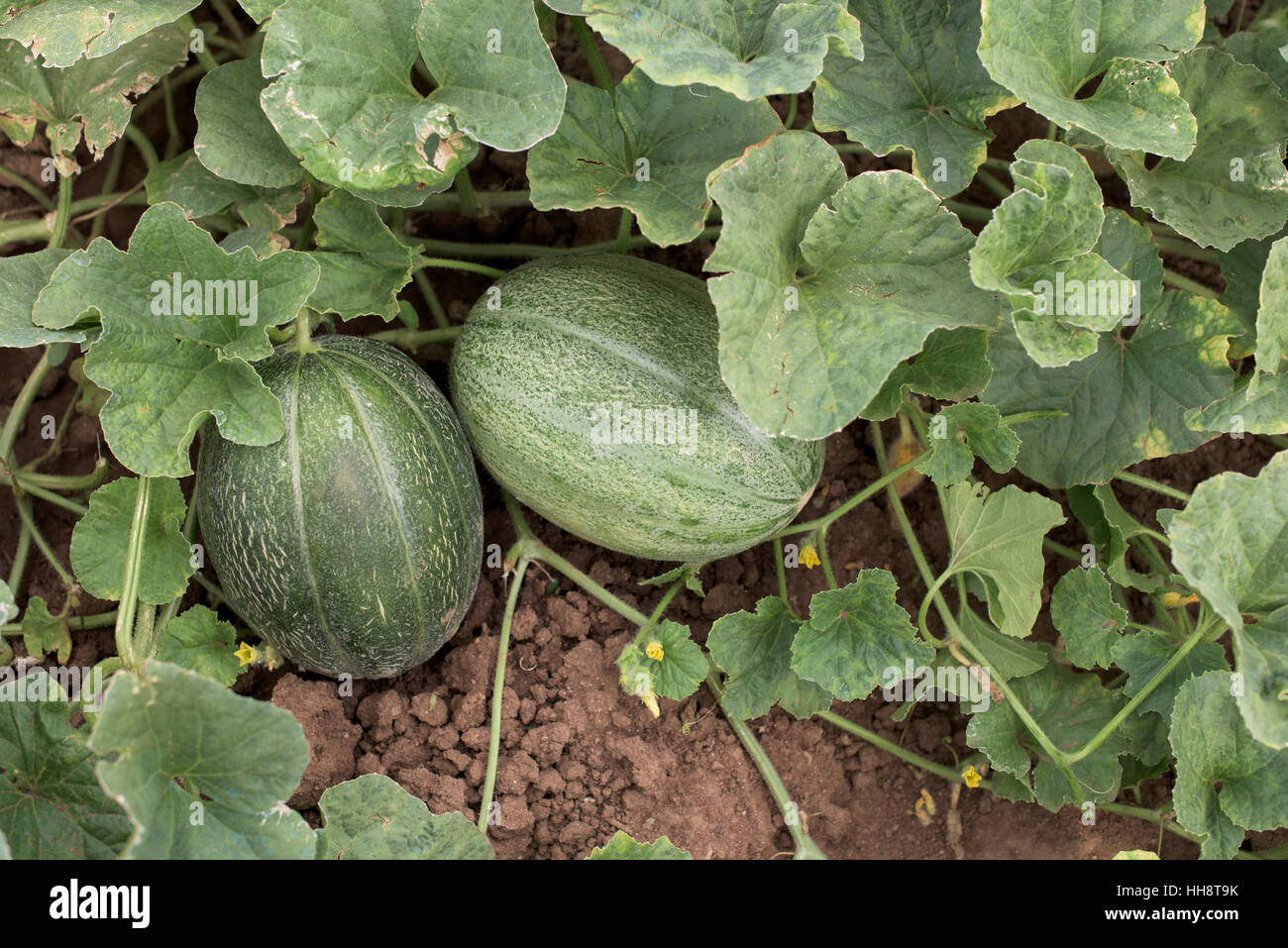 Feuille Plant De Melon