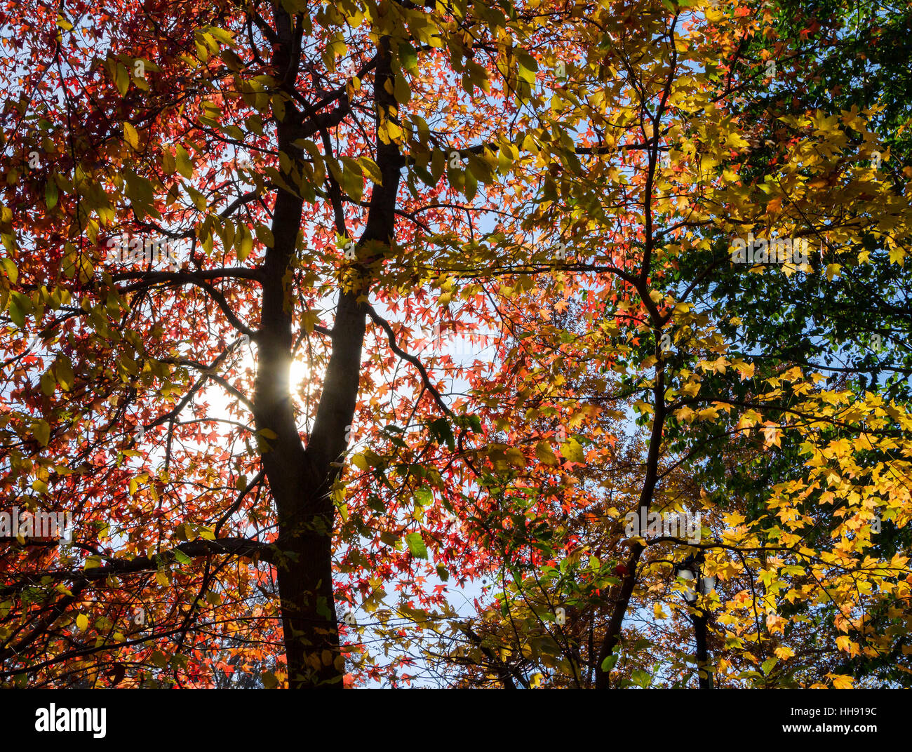 La lumière du soleil qui brillait à travers les feuilles de l'automne couleur arc-en-ciel dans Central Park, New York City Banque D'Images