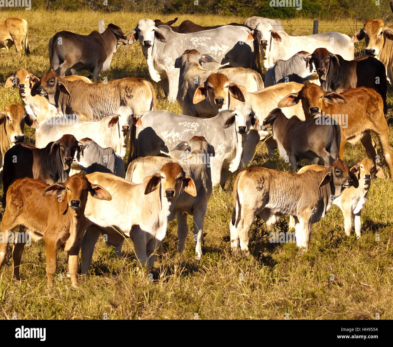 Animal, mammifère, brown, brunâtre, brunette, de l'agriculture, de l'agriculture, de l'été, sur le terrain, Banque D'Images