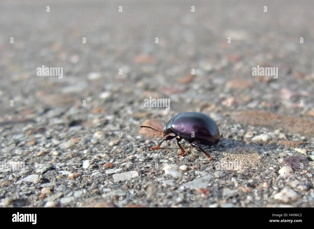 Low angle libre montrant un bug nommé 'Cysolina sturmi" sur la chaussée de marche Banque D'Images