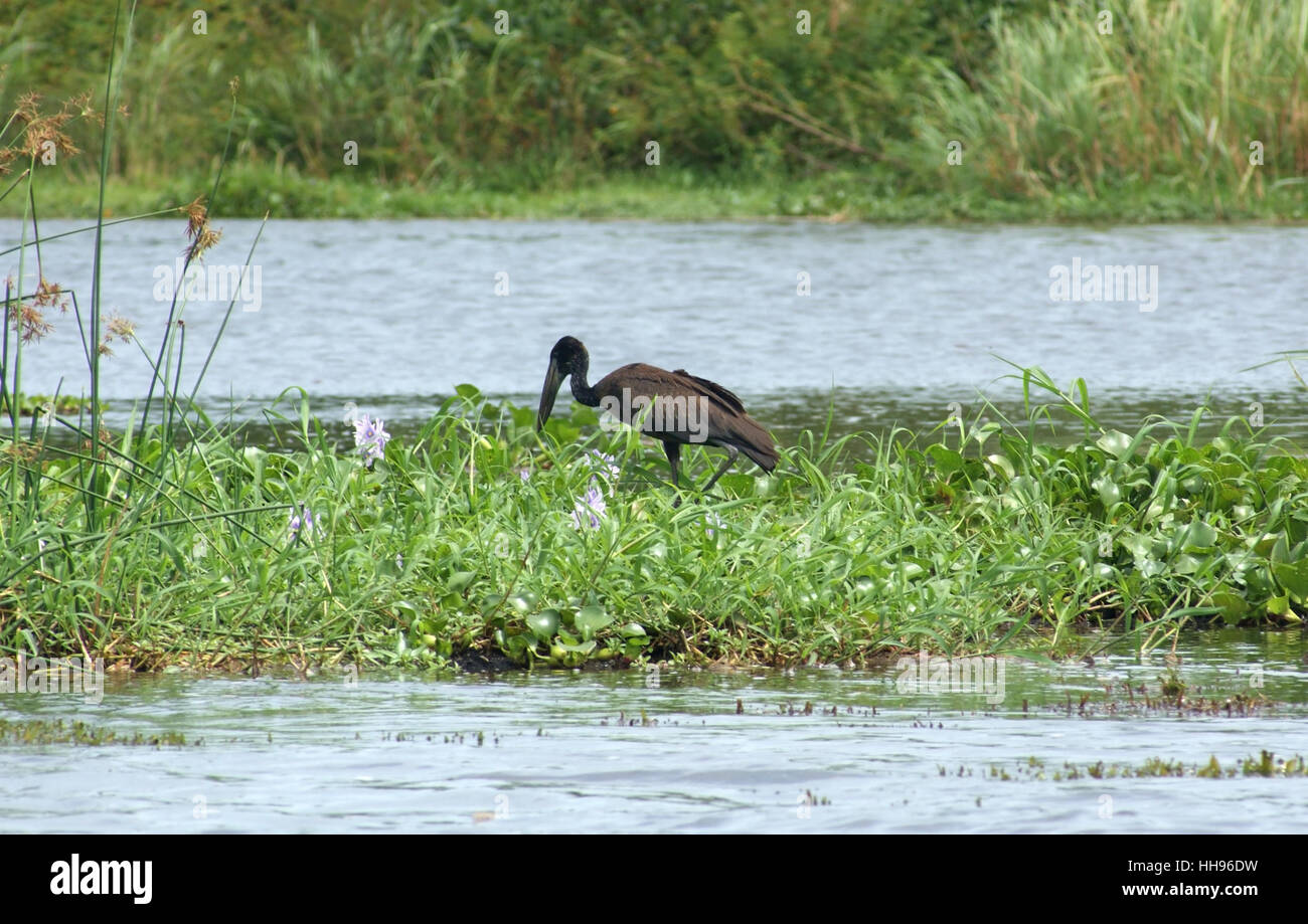 Paysage de rivière avec un oiseau nommé 'African Openbill' en Ouganda (Afrique) Banque D'Images