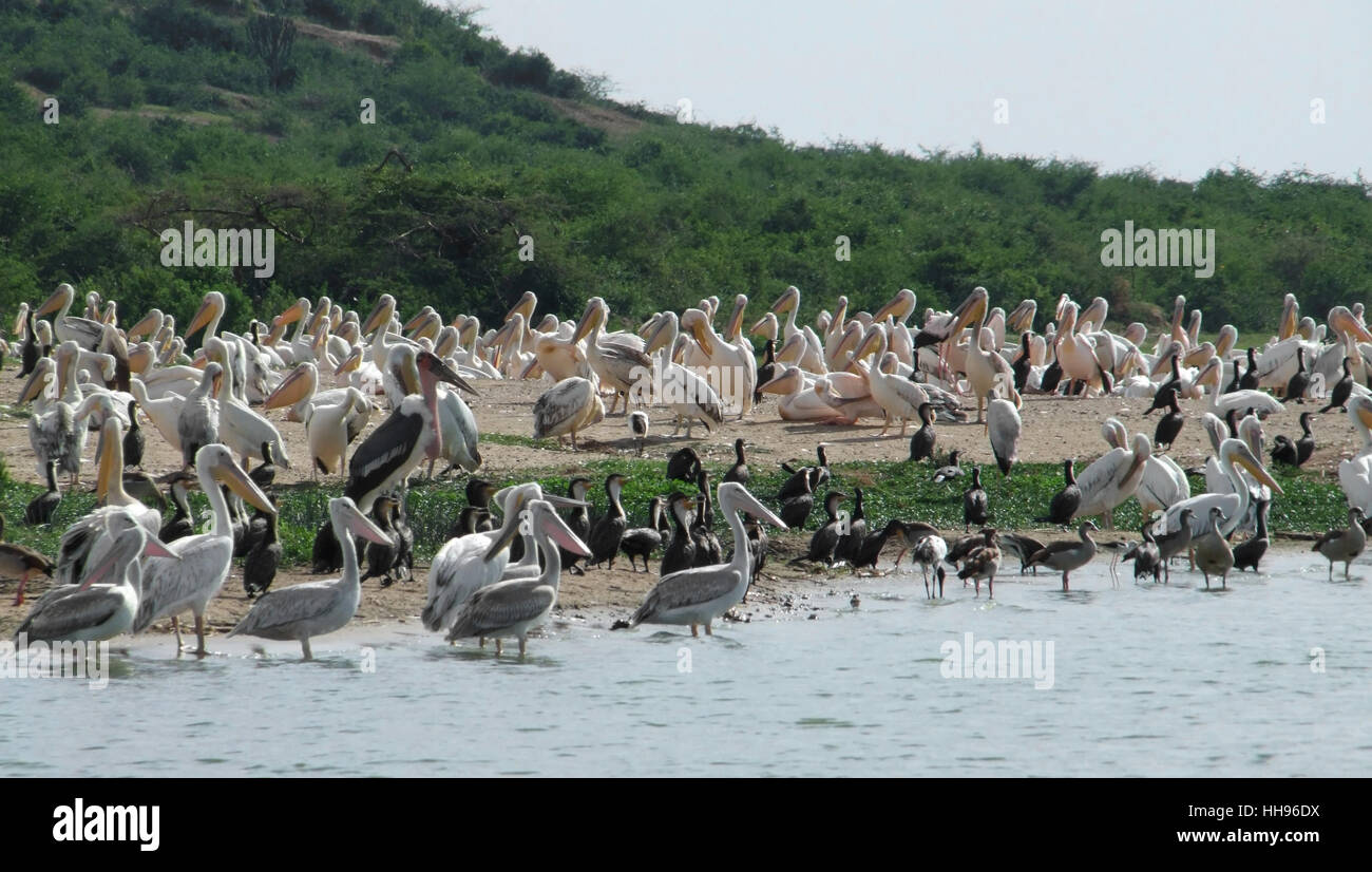 Vue magnifique au bord de l'ensoleillée avec beaucoup d'oiseaux en Ouganda (Afrique) Banque D'Images