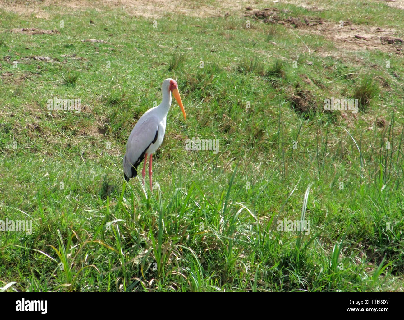 Paysage ensoleillé y compris un oiseau nommé 'Yellow-billed Stork' en Ouganda (Afrique) Banque D'Images