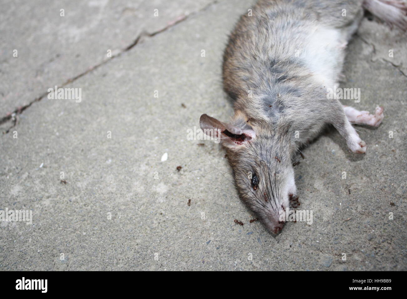 Rat mort avec les fourmis de l'avaler. Banque D'Images