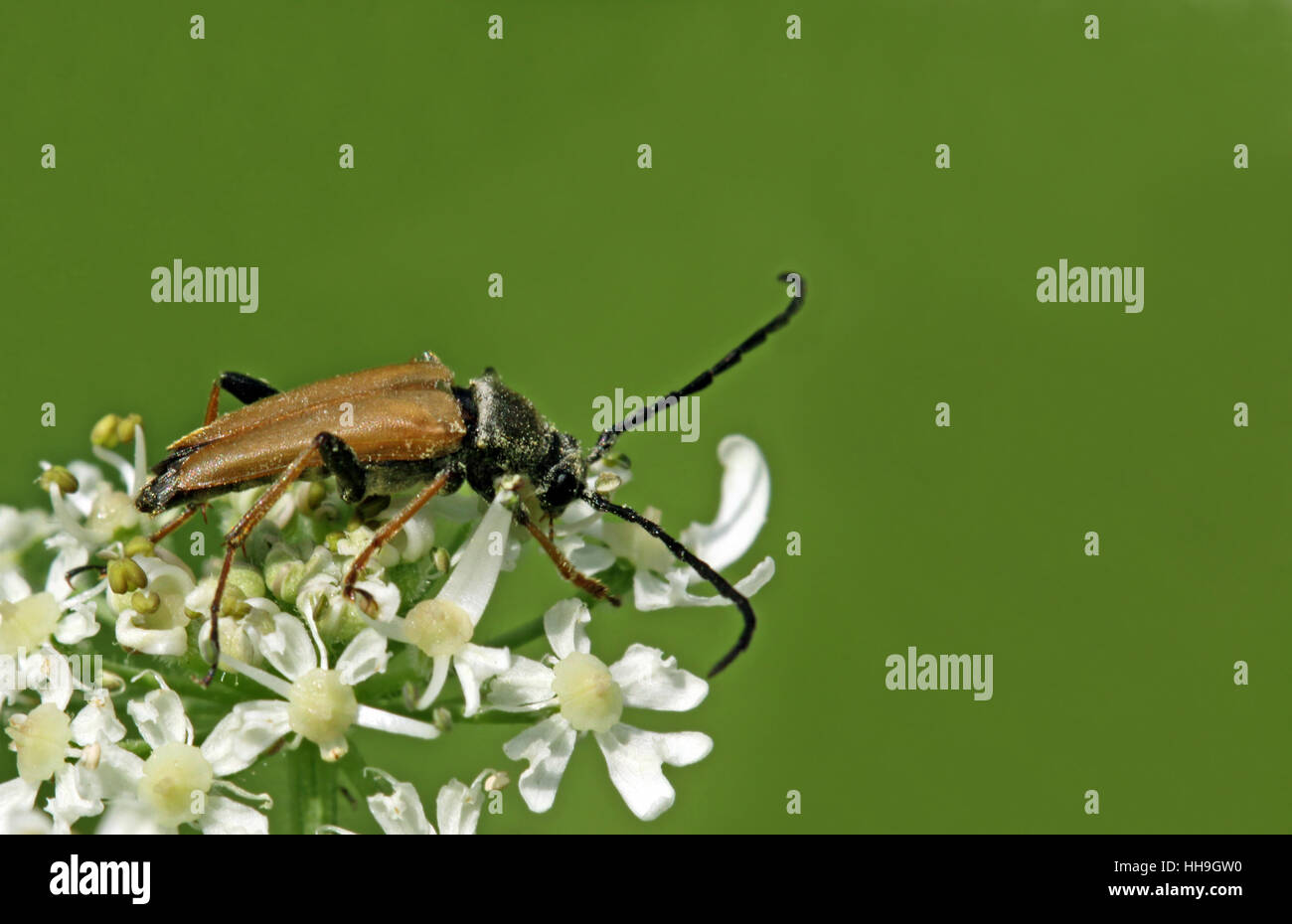 Stictoleptura rubra Banque D'Images