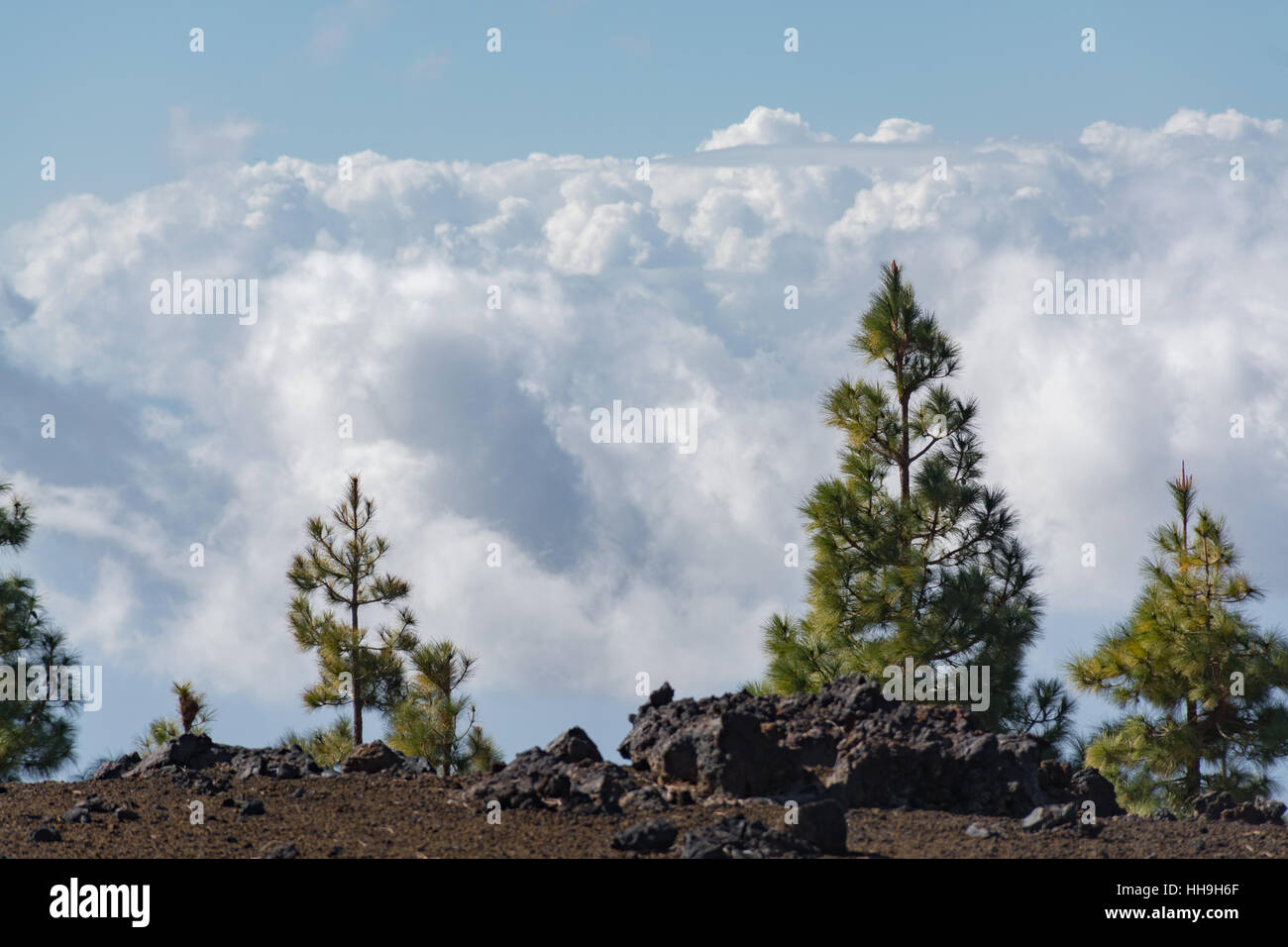 Le Parc National du Teide, Tenerife - la destination de voyage la plus spectaculaire, de lave et de pin des Canaries Banque D'Images