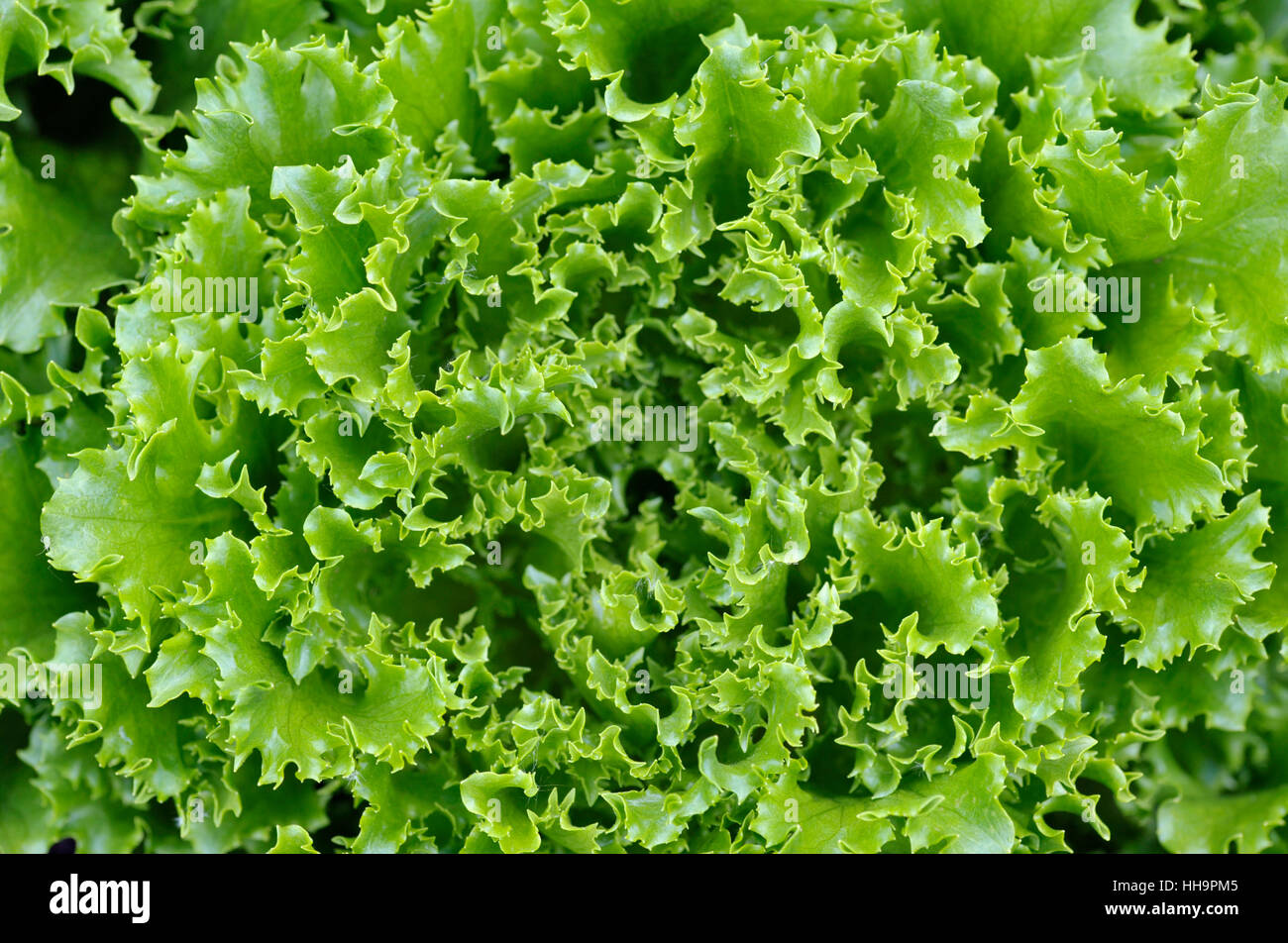 De plus en plus lâche vert laitue en salade jardin. Banque D'Images