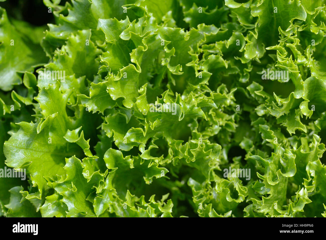 De plus en plus lâche vert laitue en salade jardin. Banque D'Images