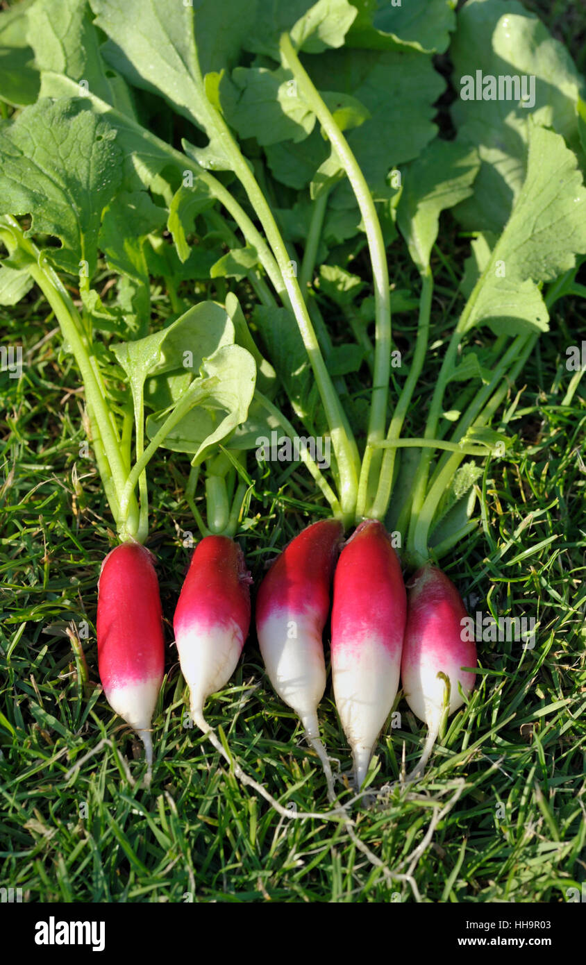 Bouquet de salade lavée et fraîchement cueillis, radis variété Petit déjeuner français, Raphanus raphanistrum sativus. Banque D'Images