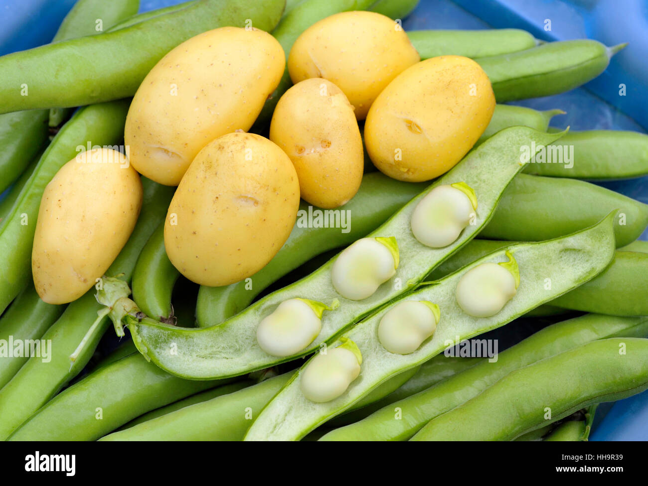 Les pommes de terre et les fèves, organique et recueillies à partir d'un potager. Salade de pommes de terre type Charlotte variétés et Witkiem Manita les haricots. Banque D'Images