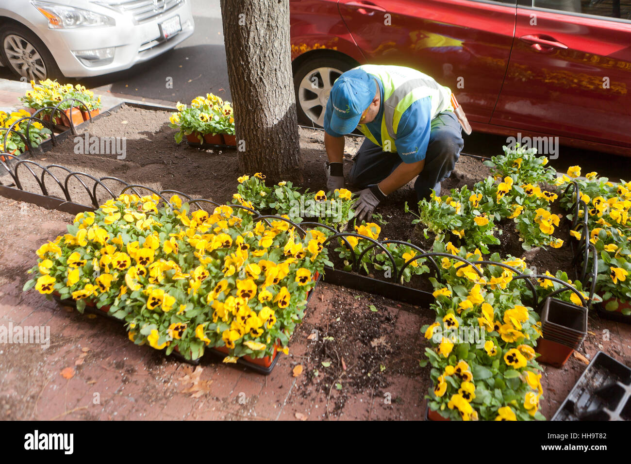 Paysagiste Municipal jaune plantation pensées en fleurs de trottoir - Washington, DC USA Banque D'Images