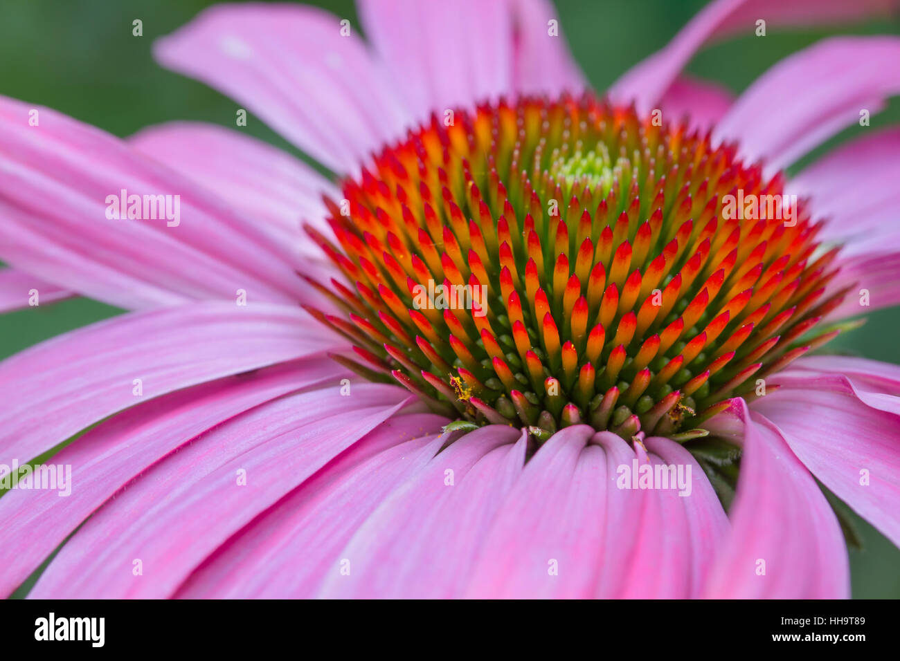 Échinacée (Echinacea),la floraison,split tone Banque D'Images