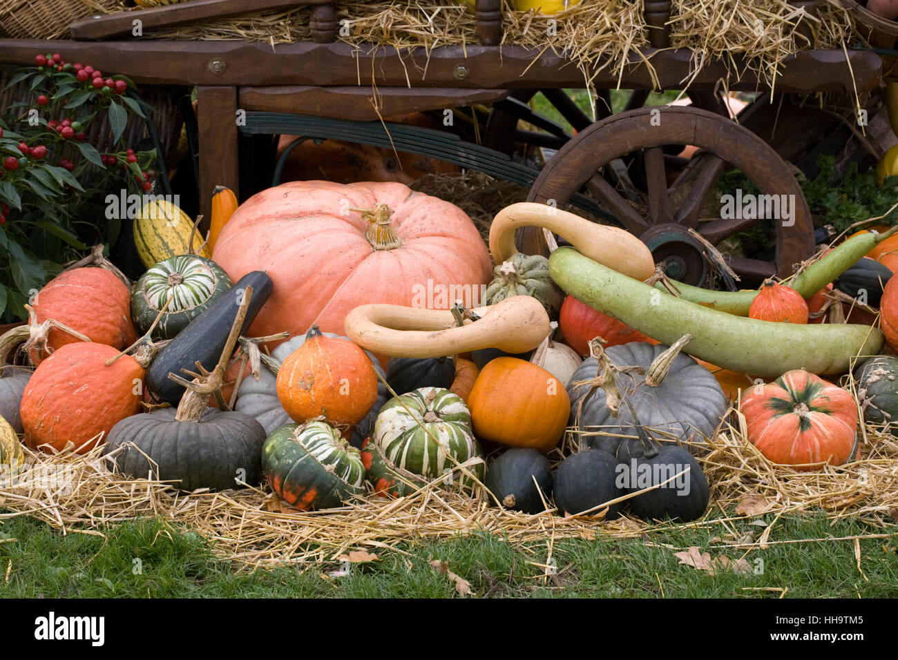 Cucurbita maxima. Les courges et citrouilles coloré affichage à RHS Wisley. Banque D'Images