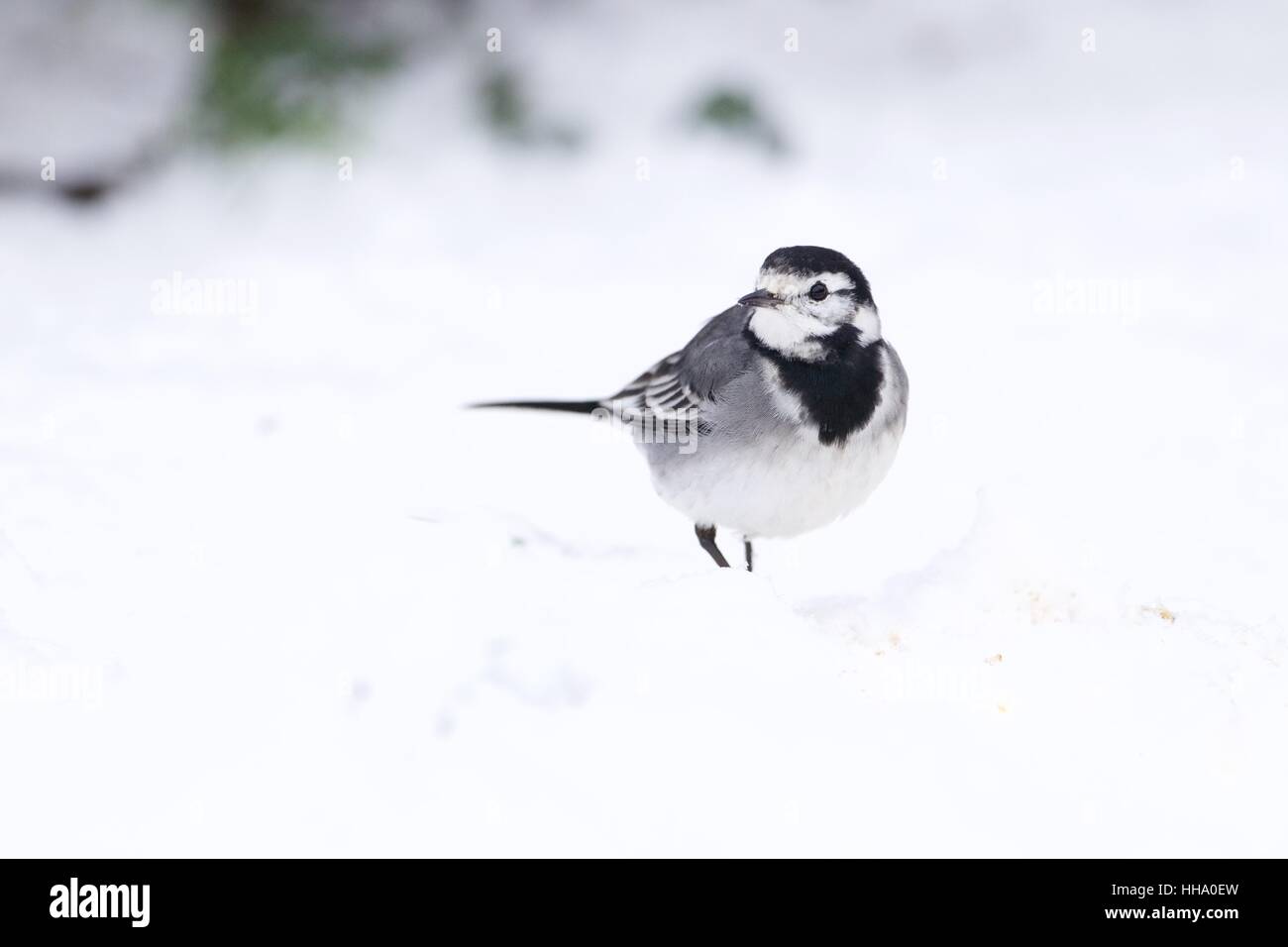 Bergeronnette pie dans la neige Banque D'Images