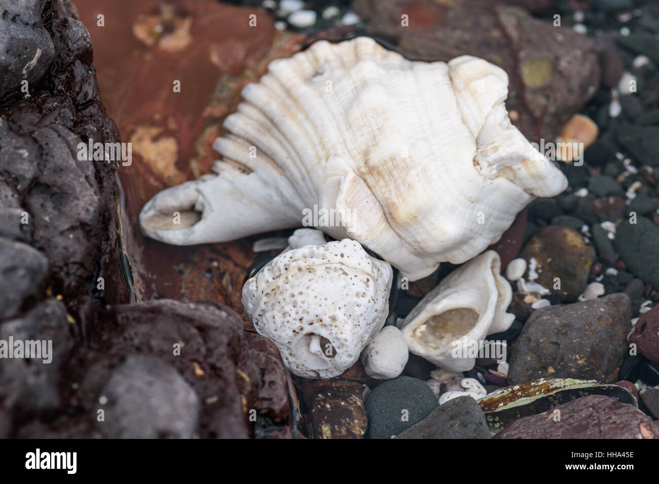 Les pierres de couleur des obus et des algues sur la rive, abstract nature background Banque D'Images