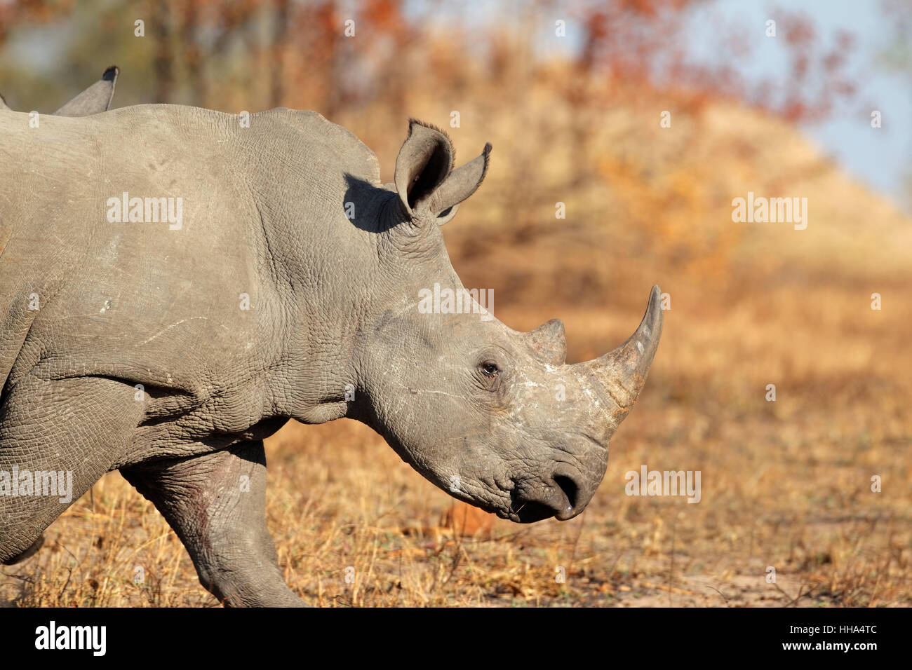 La faune, les cornes de rhinocéros d'Afrique,,, Rhino, gros, grand, énorme, extrême, Banque D'Images