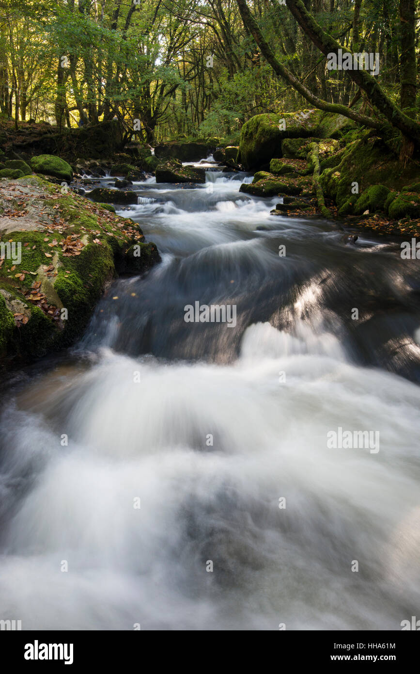 Golitha Falls, près de Liskeard, Cornwall Banque D'Images