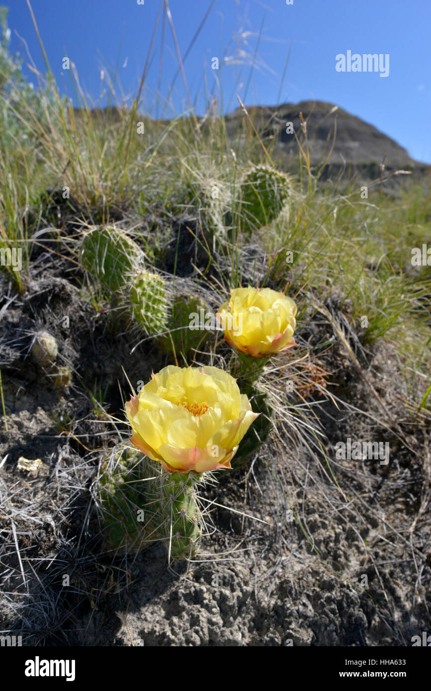 Cactus Opuntia polyacantha en fleur - Banque D'Images