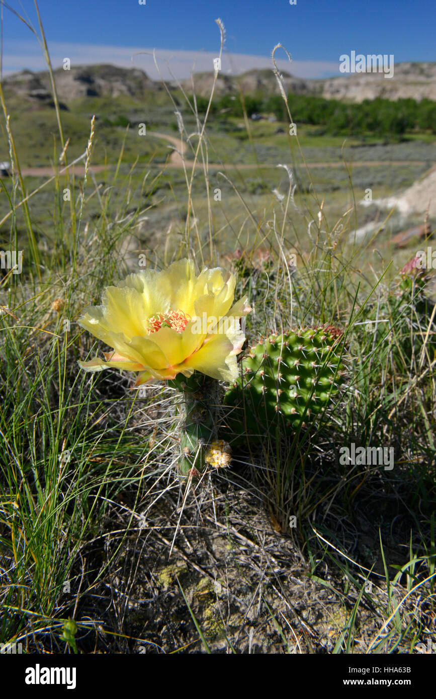 Cactus Opuntia polyacantha en fleur - Banque D'Images