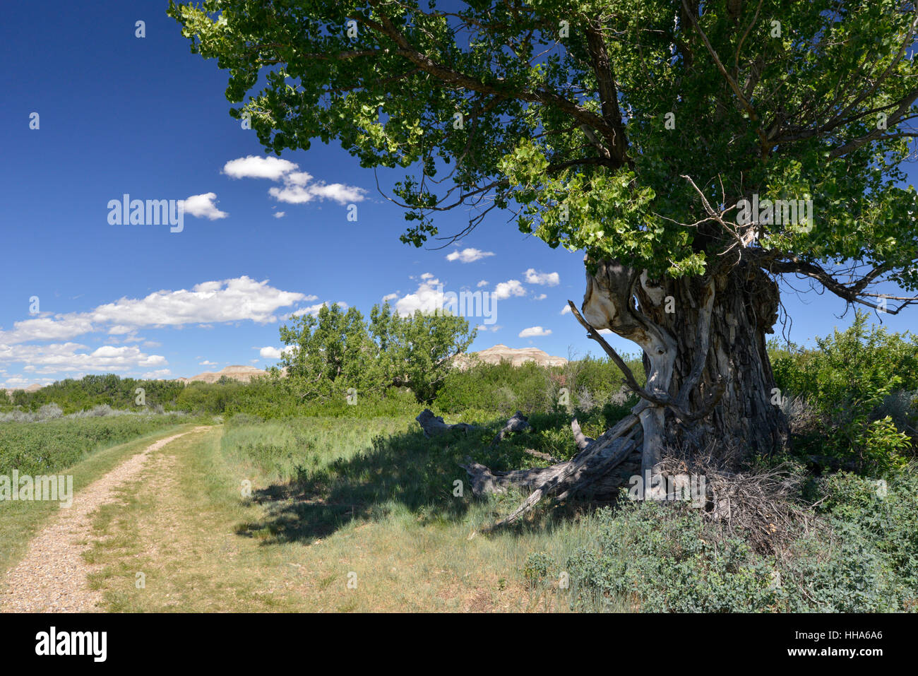 Arbre généalogique Cottonwood Populus - freemontii - les Badlands, le parc provincial Dinosaur, en Alberta, Canada Banque D'Images