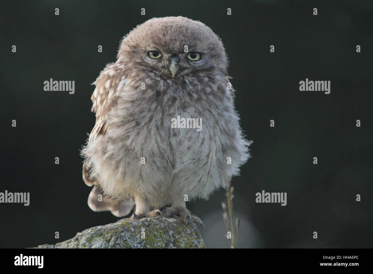 Un Mignon Bebe Chouette Cheveche Athene Noctua Perche Sur Un Post De Beton Tout Comme Le Soleil Est A La Baisse Pour La Nuit Photo Stock Alamy Un Mignon Bebe Chouette Cheveche Athene Noctua Perche Sur Un Post De Beton Tout Comme Le Soleil Est A La Baisse Pour La Nuit Photo Stock Alamy