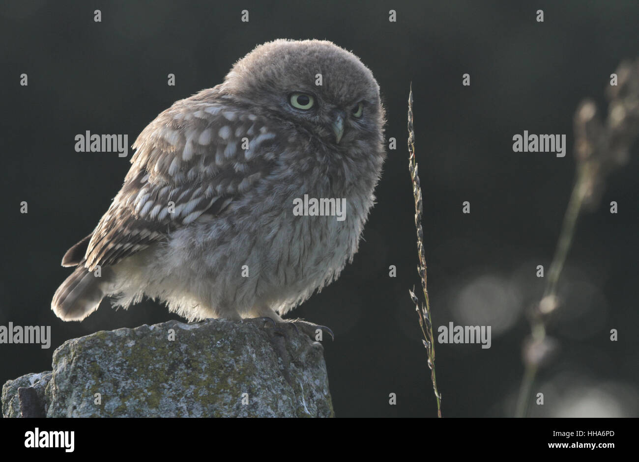 Un Mignon Bebe Chouette Cheveche Athene Noctua Perche Sur Un Post De Beton Retroeclaire Par Le Dernier De La Soiree La Lumiere Du Soleil Photo Stock Alamy Un Mignon Bebe Chouette Cheveche Athene Noctua Perche Sur Un Post De Beton Retroeclaire Par Le Dernier De La Soiree La Lumiere Du Soleil Photo Stock Alamy