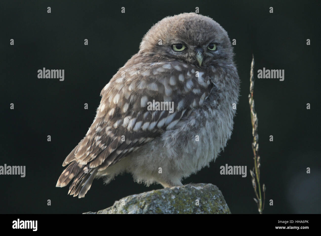 Un Mignon Bebe Chouette Cheveche Athene Noctua Perche Sur Un Post De Beton Retroeclaire Par Le Dernier De La Soiree La Lumiere Du Soleil Photo Stock Alamy Un Mignon Bebe Chouette Cheveche Athene Noctua Perche Sur Un Post De Beton Retroeclaire Par Le Dernier De La Soiree La Lumiere Du Soleil Photo Stock Alamy