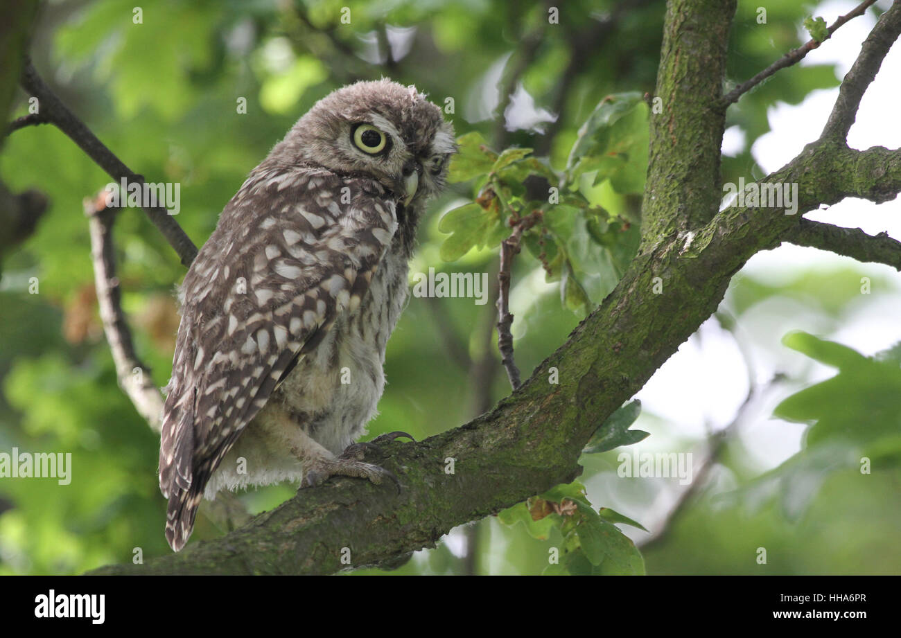 Un Mignon Bebe Chouette Cheveche Athene Noctua Perche Dans Un Chene Photo Stock Alamy