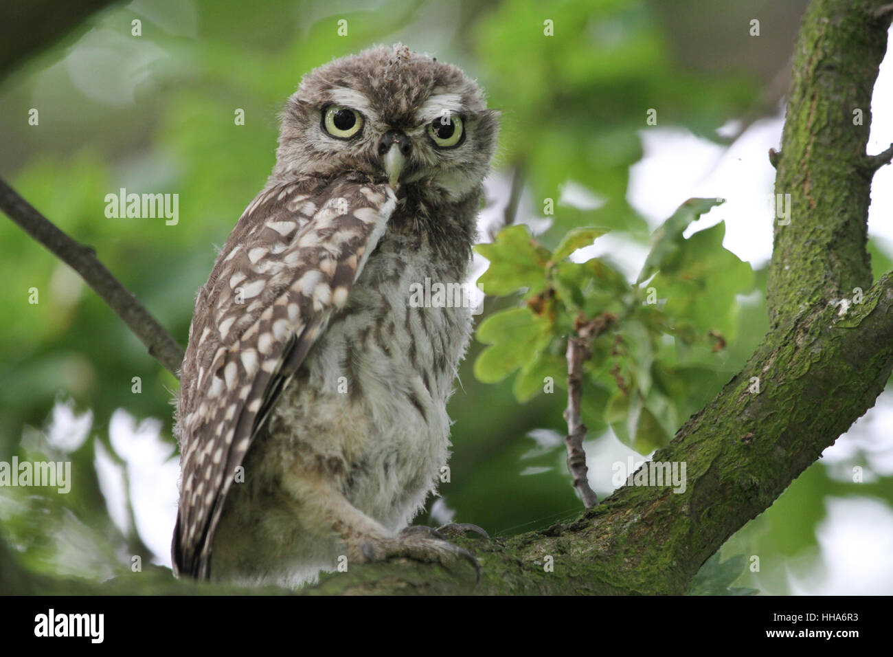 Un Mignon Bebe Chouette Cheveche Athene Noctua Perche Dans Un Chene Photo Stock Alamy Un Mignon Bebe Chouette Cheveche Athene Noctua Perche Dans Un Chene Photo Stock Alamy