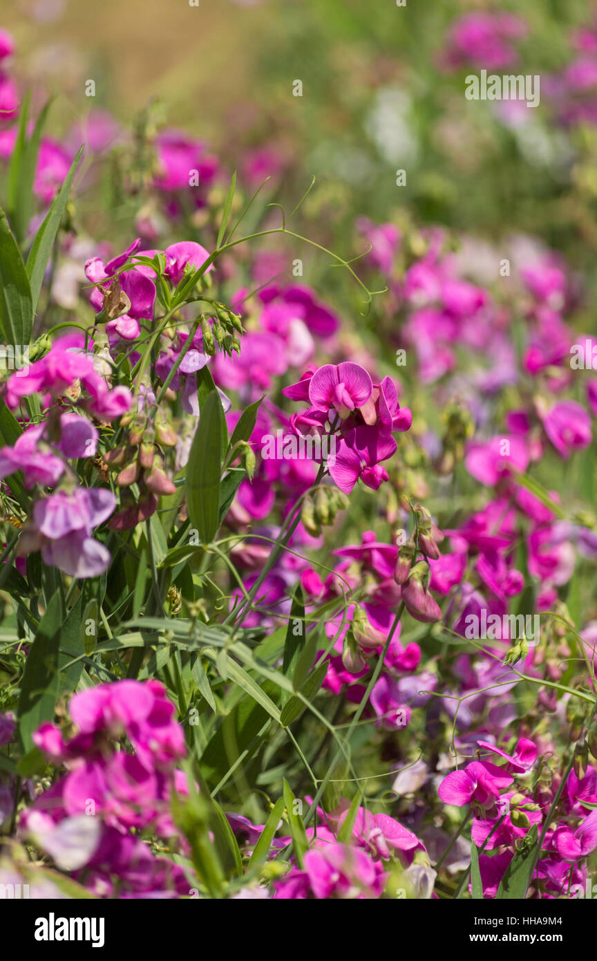 La vesce sauvage rose vif, fleurs, dans le soleil d'été Banque D'Images