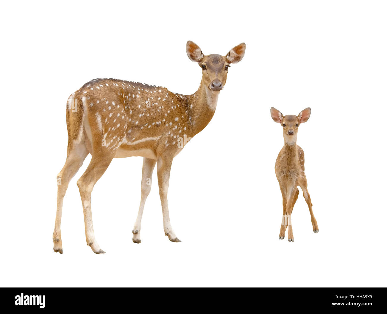 Isolés, axis, cerf, belle, beauteously, nice, femme, animal, mammifère, Banque D'Images