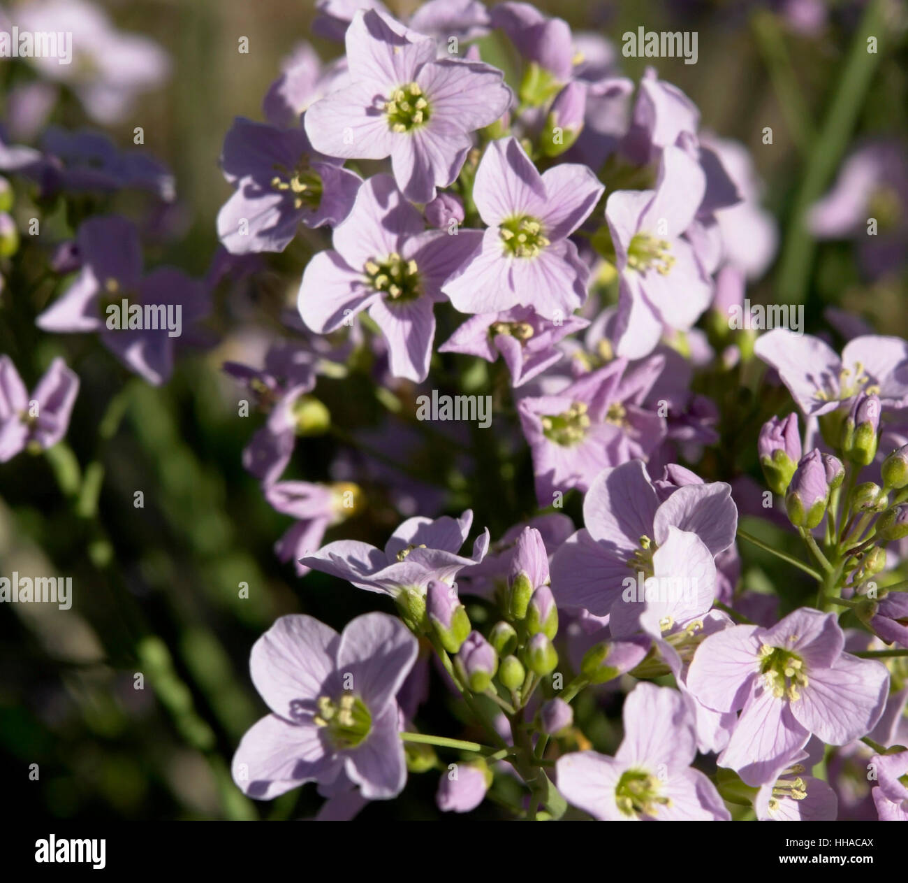 Fleur violette libre dans une ambiance ensoleillée au printemps Banque D'Images