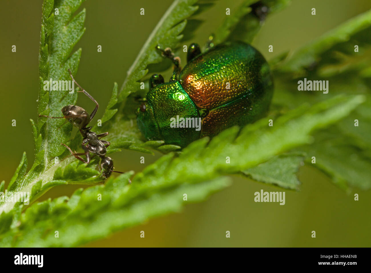 Leaf beetle et ant Banque D'Images