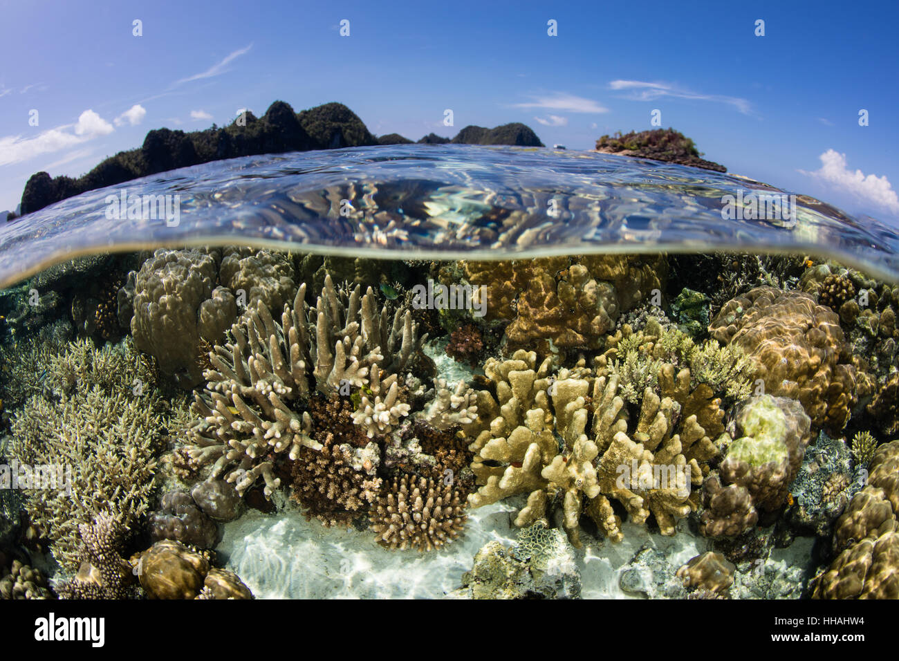 Un beau récif de corail prospère dans les Raja Ampat, en Indonésie. Cette région riche en biodiversité, est connu comme le cœur du Triangle de Corail. Banque D'Images