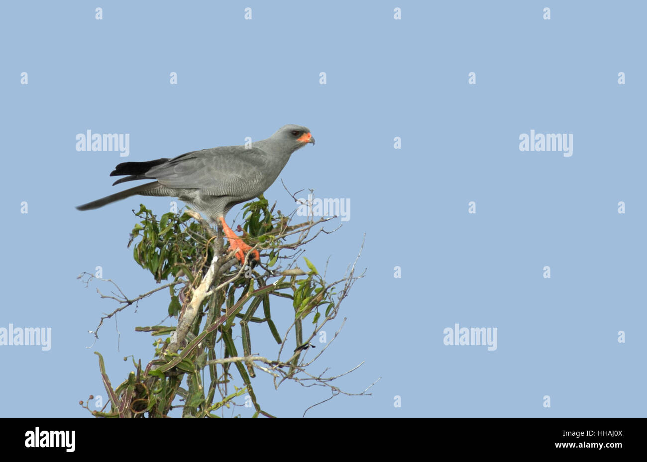 Un oiseau nommé "Autour des palombes" en Ouganda (Afrique), assis sur un arbre en face de ciel bleu Banque D'Images