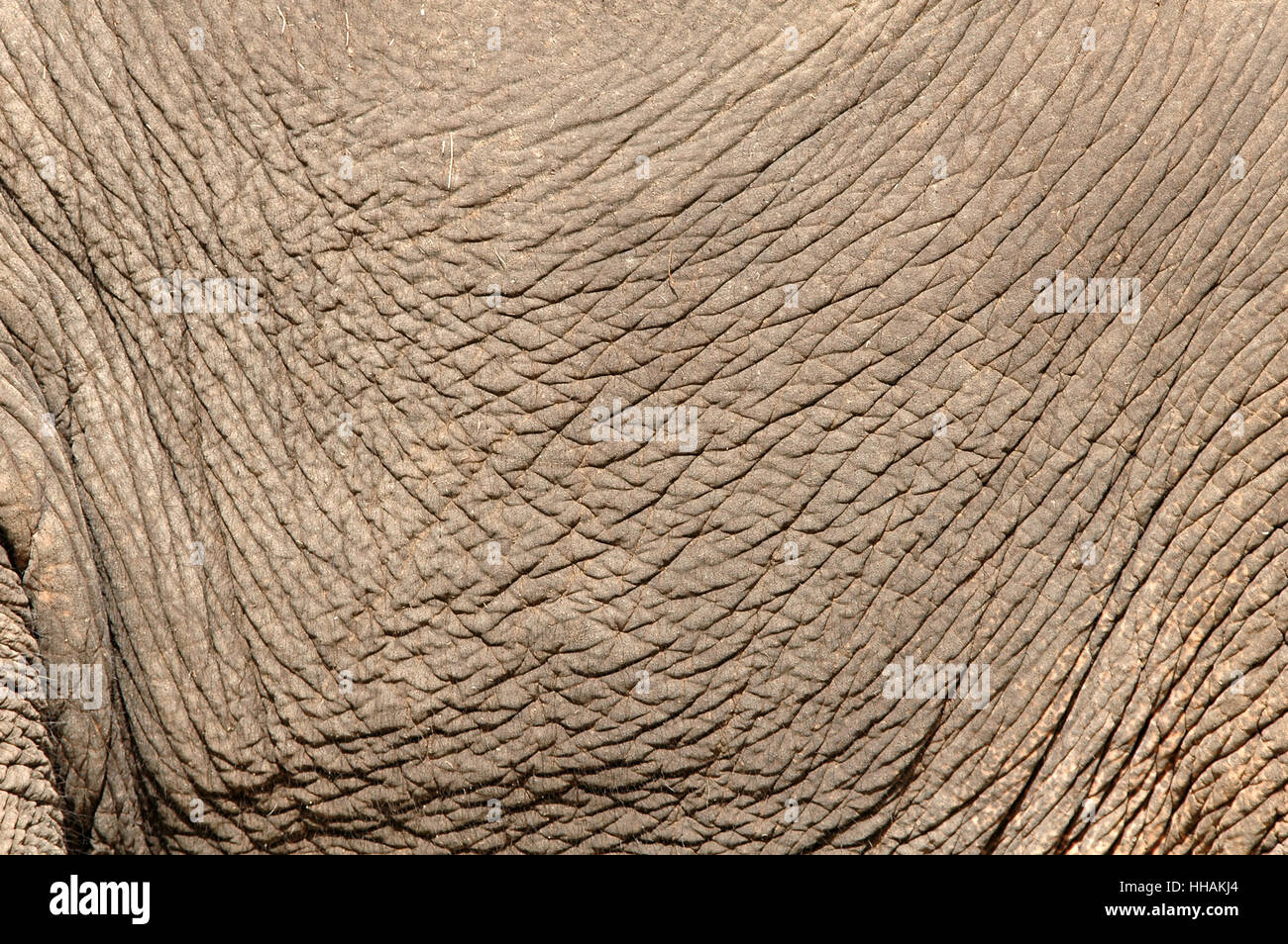 L'éléphant, peau, cuir, fermer, macro, close-up, Close up, admission macro Banque D'Images