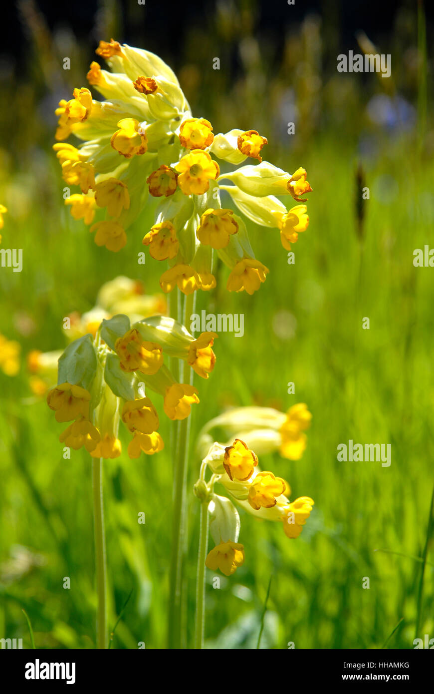 Primula veris Cowslips, croissante, dans un cimetière, l'ouest du pays de Galles Banque D'Images