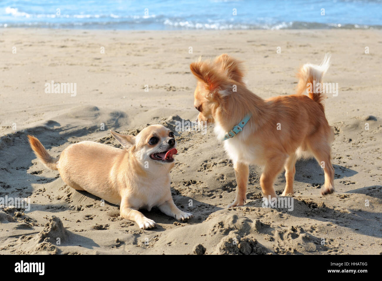 Plage, mer, la plage, mer, chien, chiens, chiot, sel, eau de mer, océan, Banque D'Images
