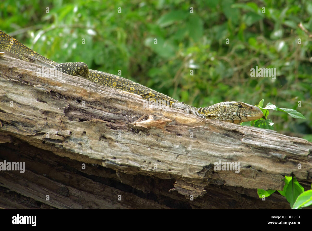 Un lézard sur un morceau de bois en face de la végétation floue en Ouganda (Afrique) Banque D'Images